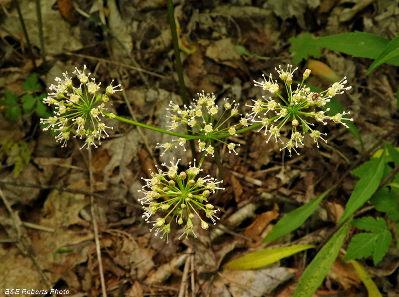 Sarsparilla