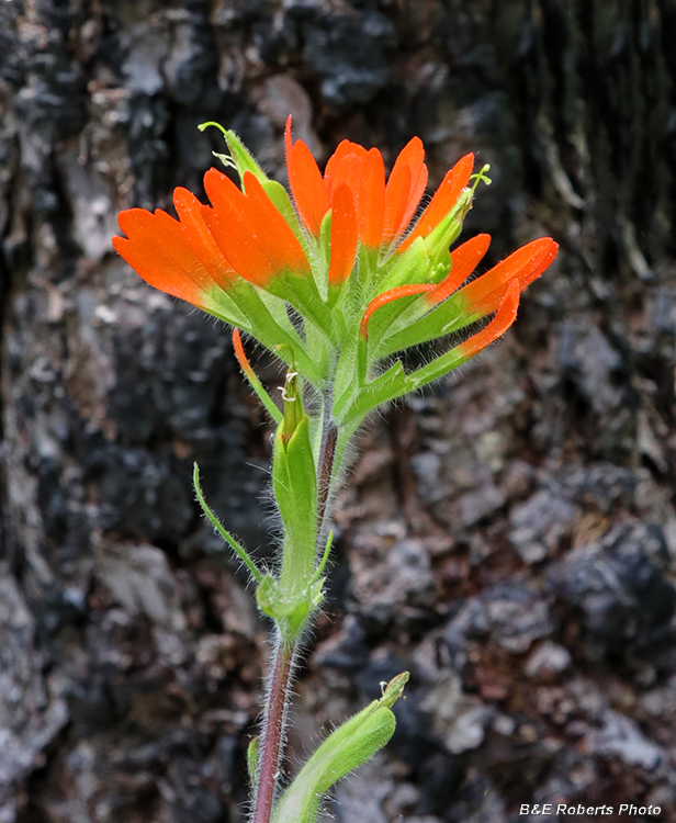 Indian_paintbrush