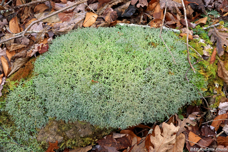 Reindeer_Lichen