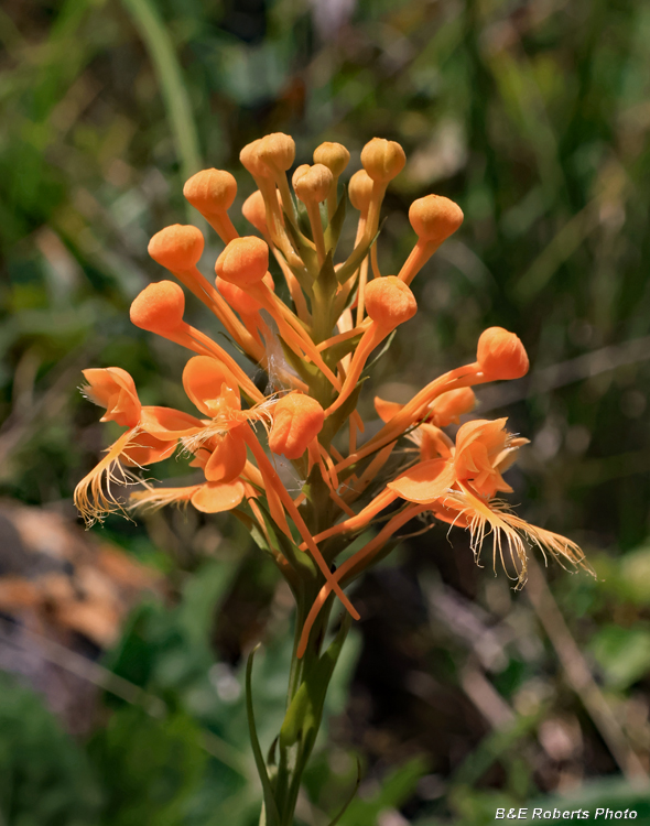 Platanthera_ciliaris