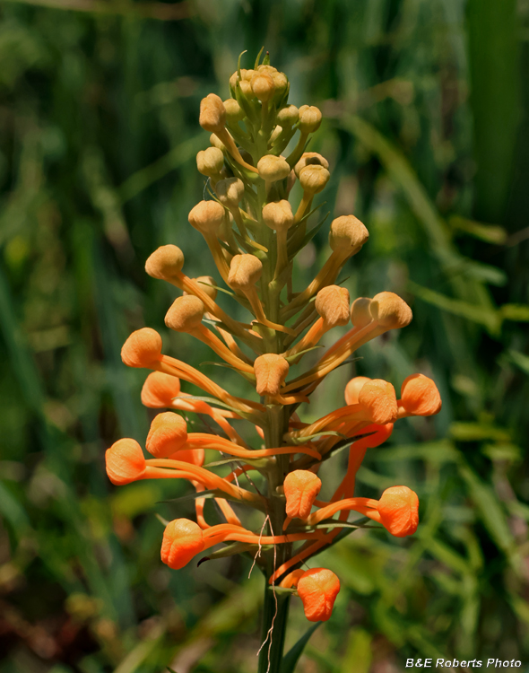 Platanthera_ciliaris