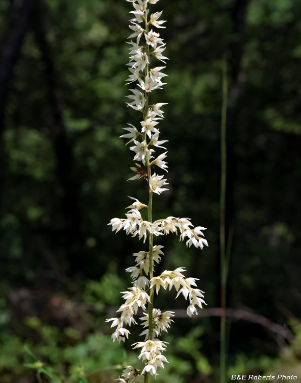 Stenanthium