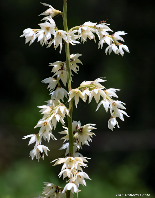 Stenanthium