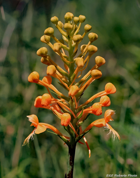 Platanthera_ciliaris