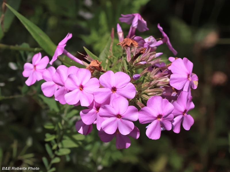 Phlox