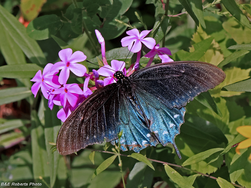Pipevine_Swallowtail