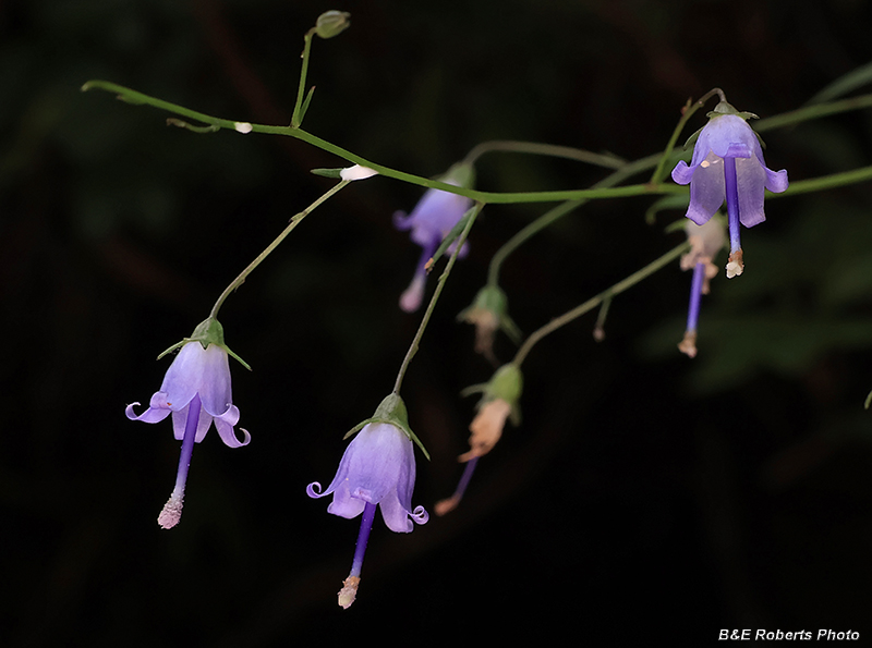 Southern_Harebells