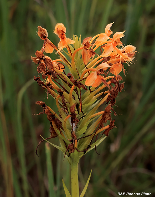 Platanthera_ciliaris