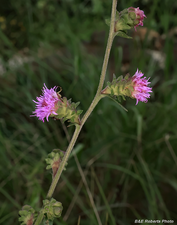 Liatris