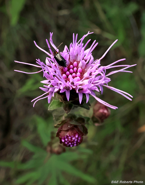 Liatris