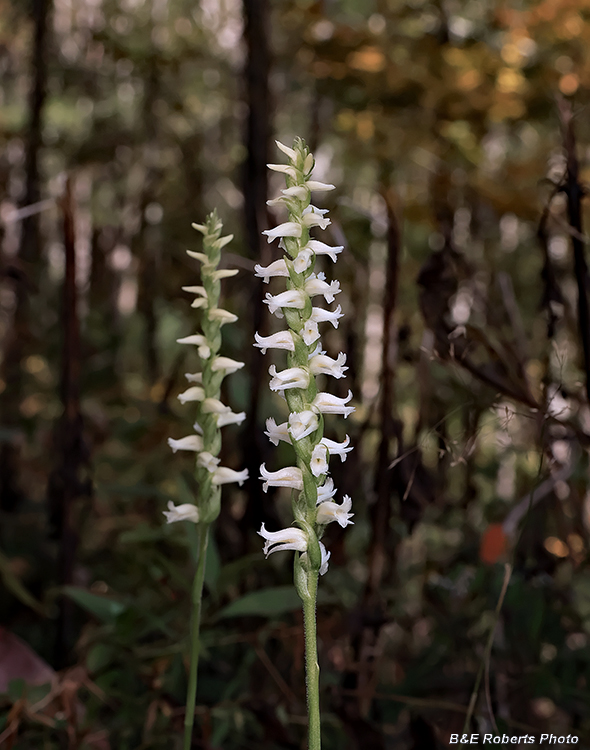 Spiranthes