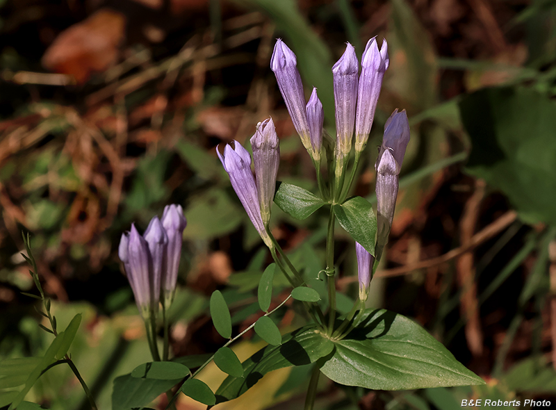 Gentianella