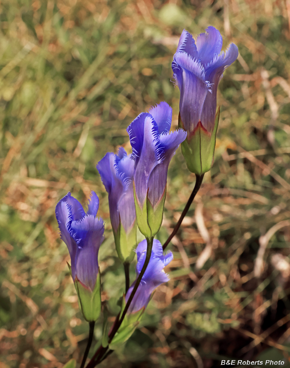 Gentianopsis