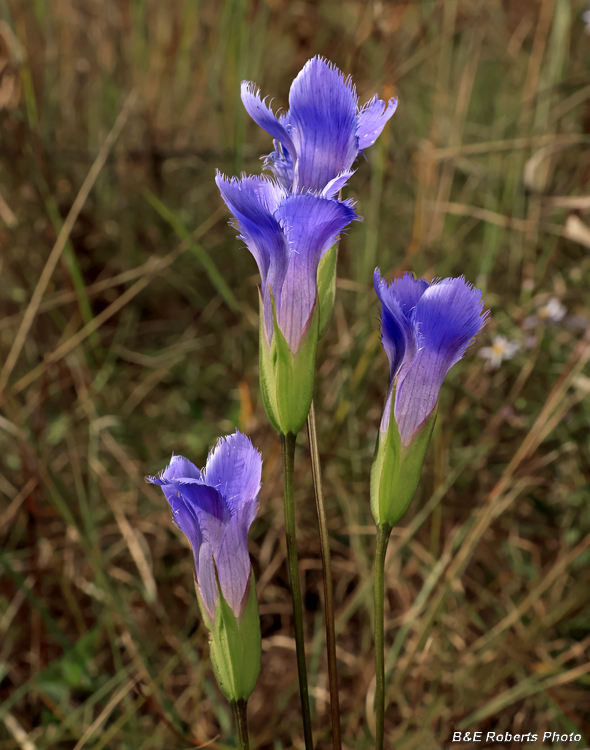 Gentianopsis