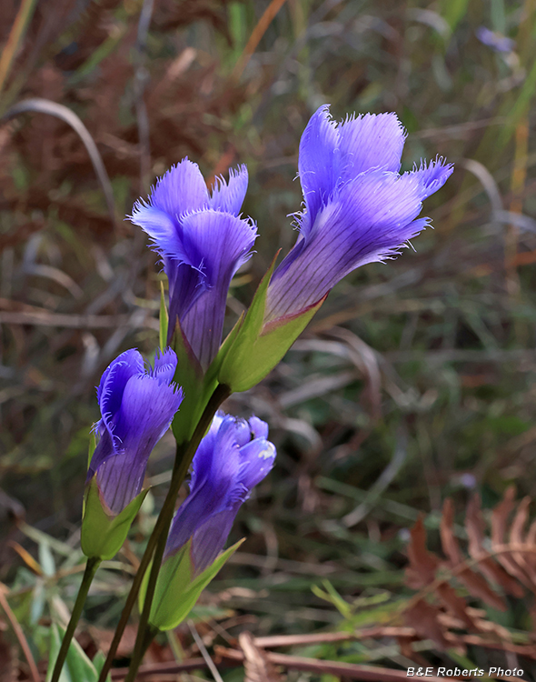 Gentianopsis