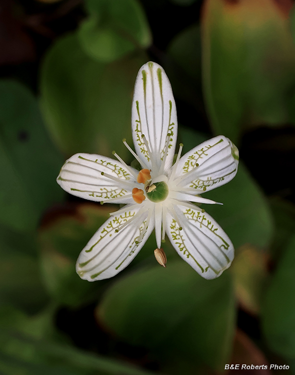 Parnassia