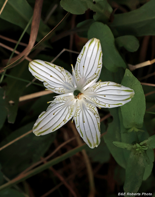 Parnassia