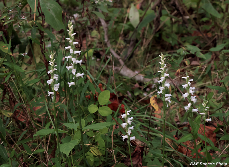 Spiranthes