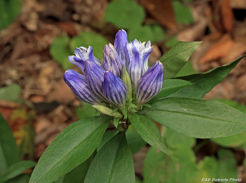 Gentiana