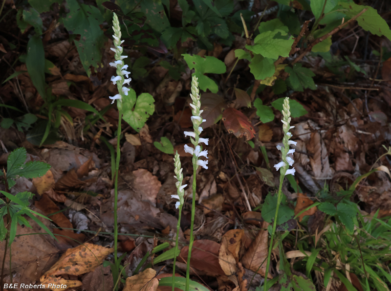 Spiranthes