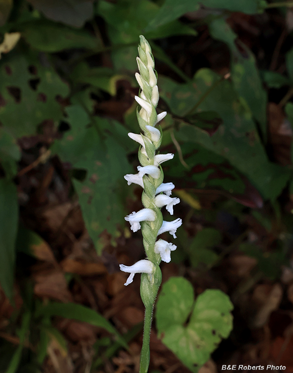 Spiranthes