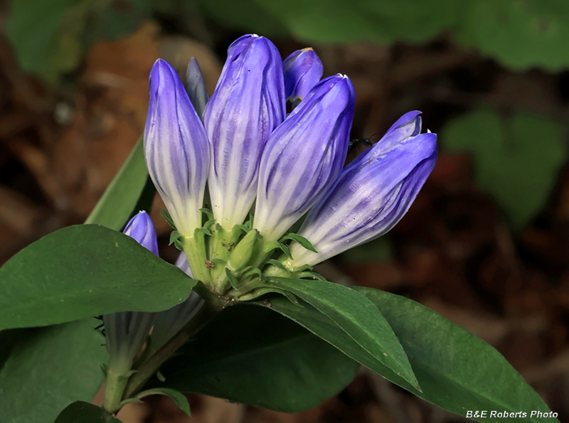 Gentiana