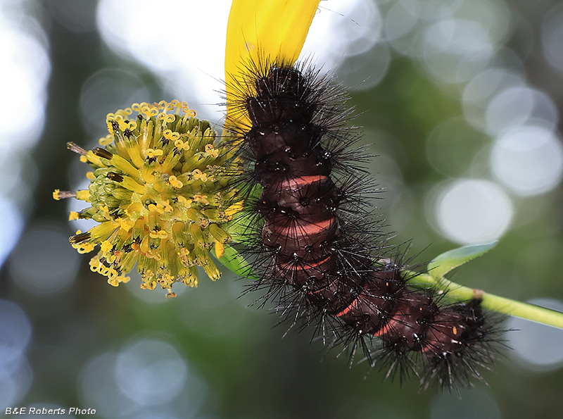 Giant_Leopard_Moth_caterpillar