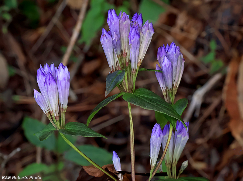 Gentianella