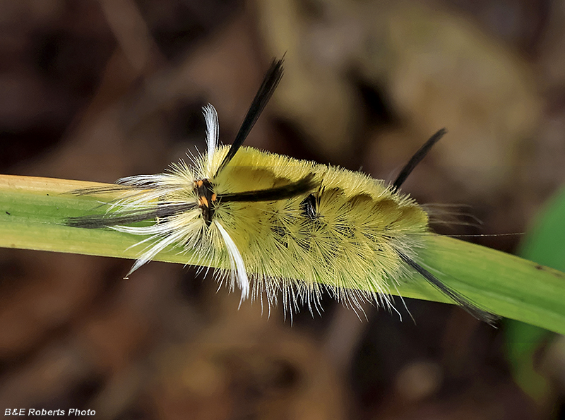 Banded_Tussock_Moth_caterpillar