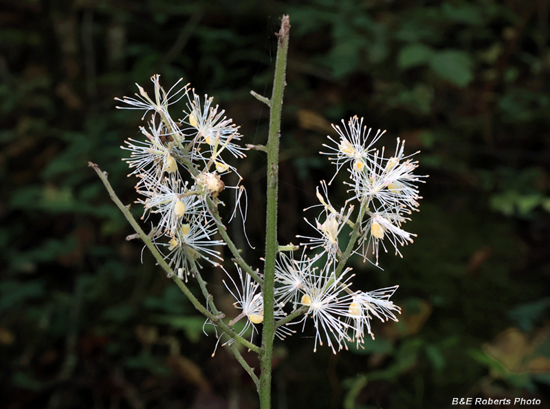 Mtn_Black_Cohosh