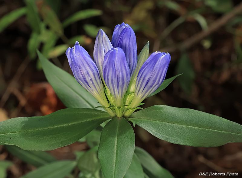 Gentiana