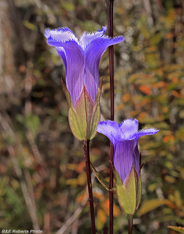 Gentianopsis