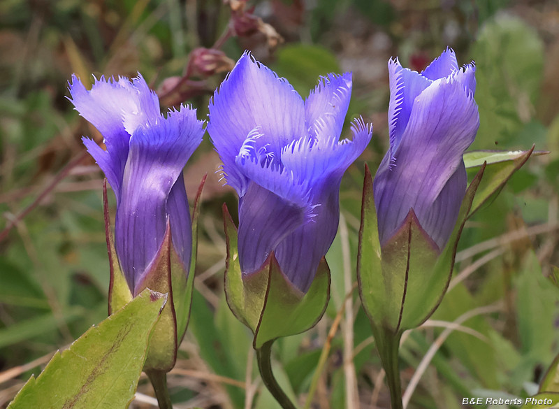 Fringed_Gentian
