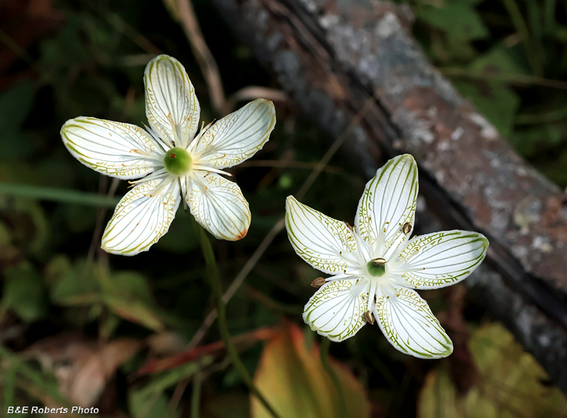 Parnassia