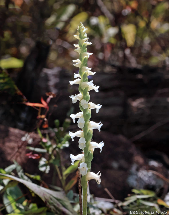 Spiranthes