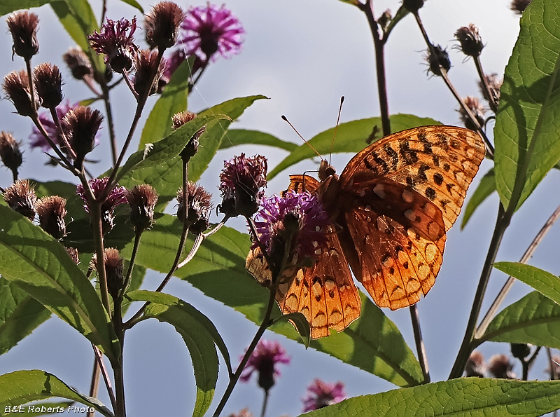 Fritillary_Ironweed