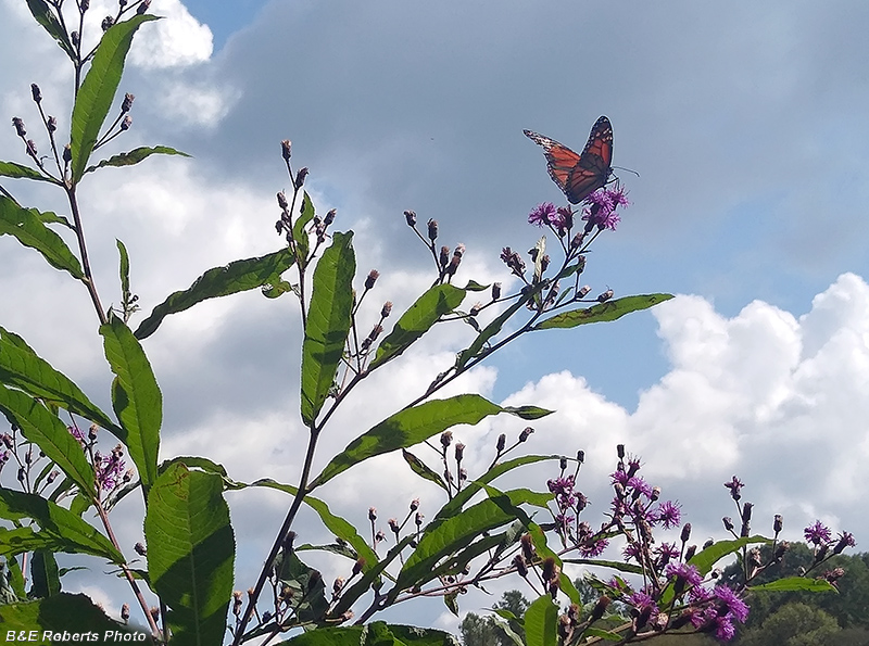 Ironweed_Monarch