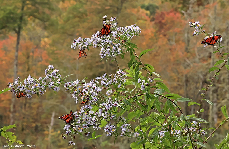 Monarchs_on_Aster
