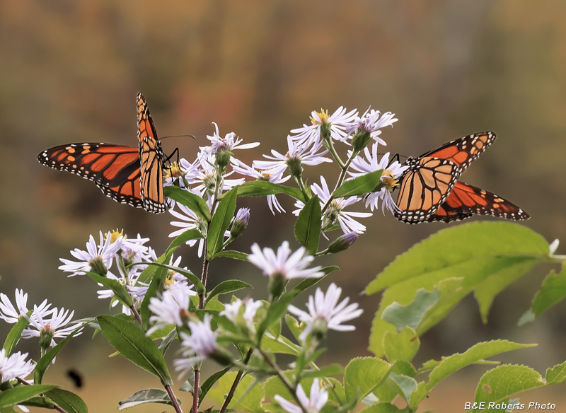 Monarch_pair