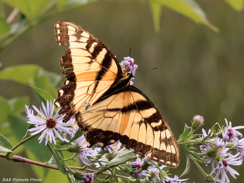 E_Tiger_Swallowtail