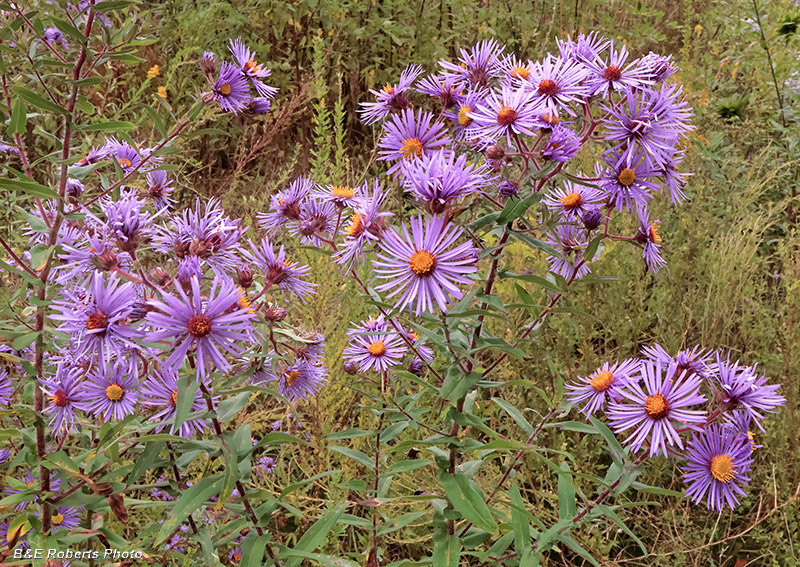 Asters