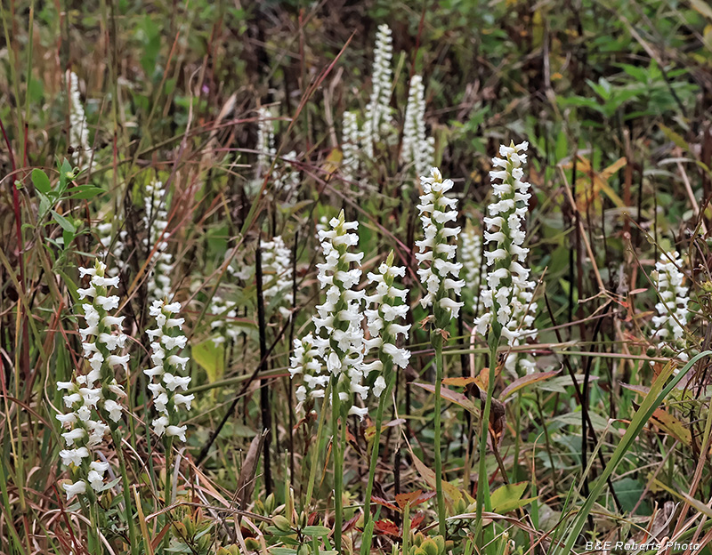 Spiranthes
