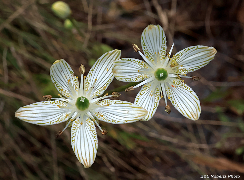 Parnassia