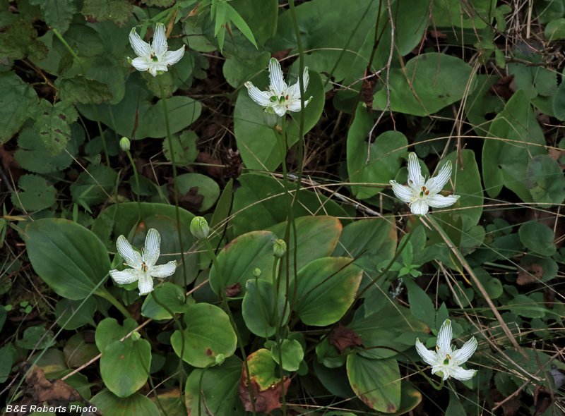Parnassia