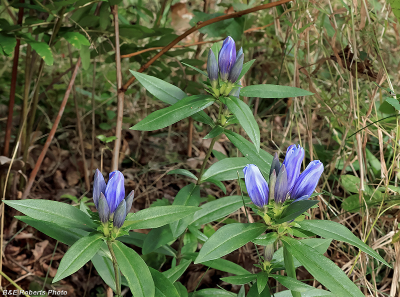 Gentiana