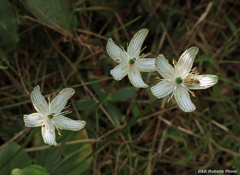 Parnassia