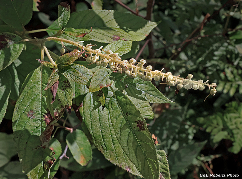 Clethra_pepperbush