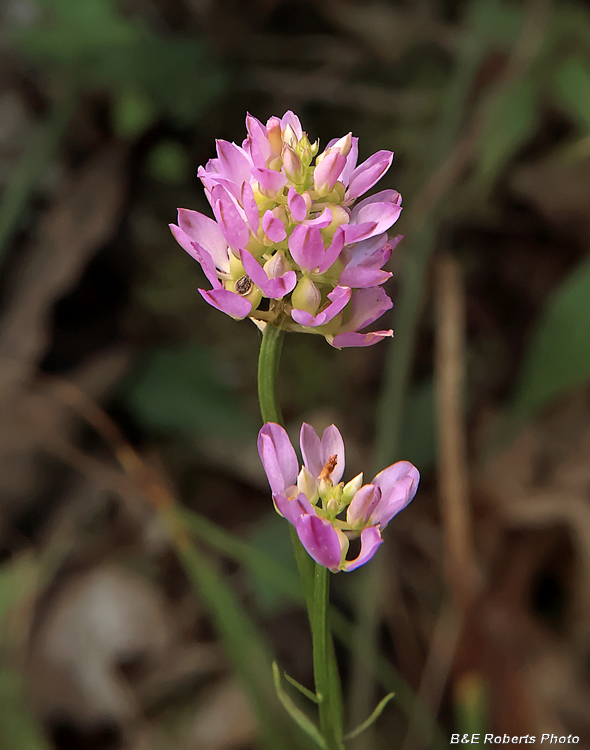 Milkwort