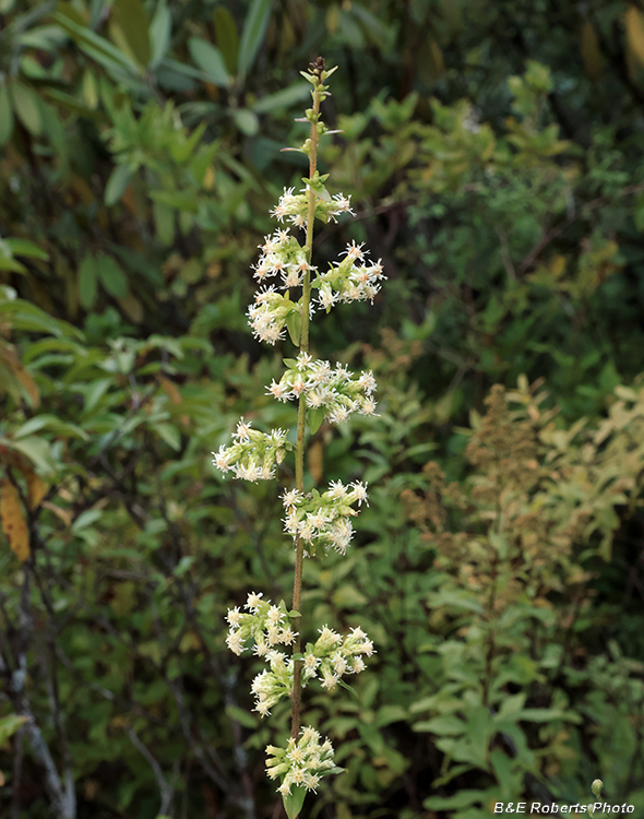 Pycnanthemum