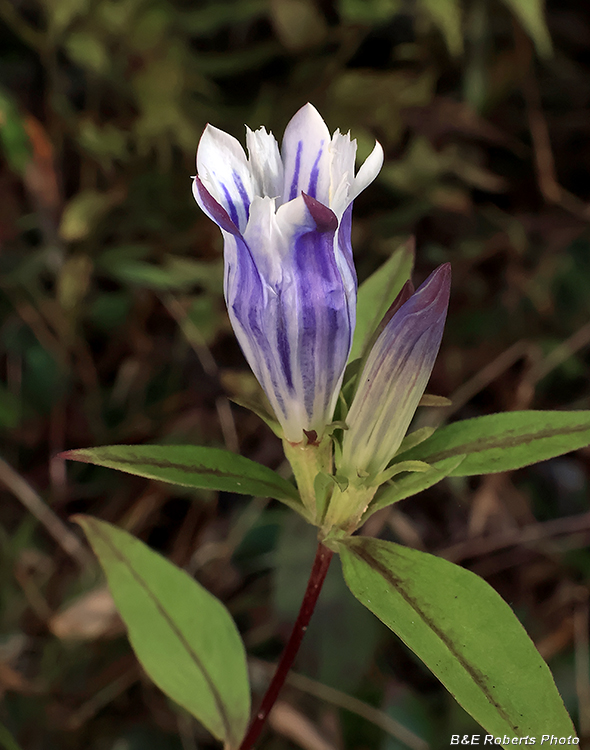Gentian